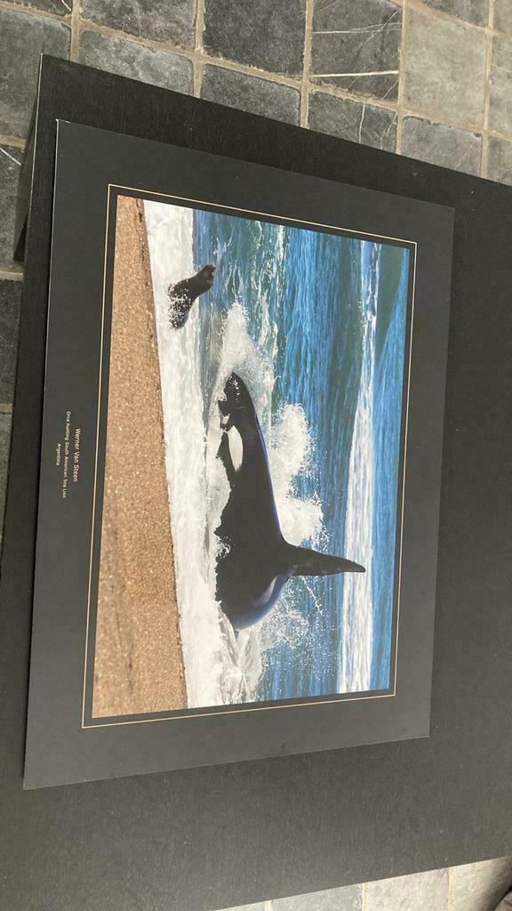 Foto Werner Van Steen in glazen kader 74 cm X 54 cm, Ophalen of Verzenden, Zo goed als nieuw