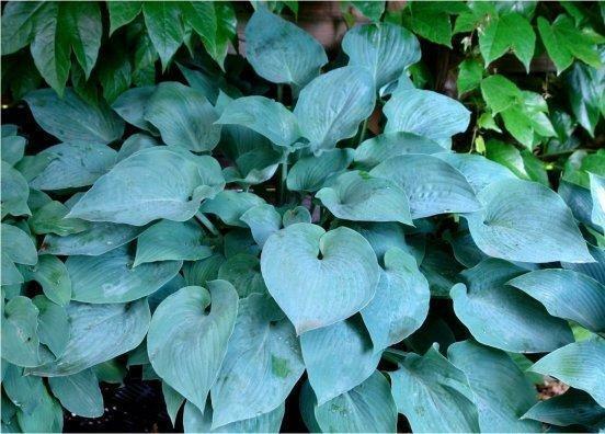 Hosta Andorian, Tuin en Terras, Planten | Tuinplanten, Ophalen of Verzenden