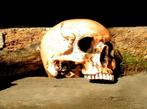 1 anatomische schedel-Polystein-scheldel-doods hoofd