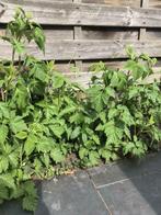 Frambozen planten, Ophalen, Zomer, Vaste plant, Volle zon