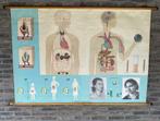 Vintage schoolkaart Hormone - Wirkstoffe des Körpers, Antiek en Kunst, Ophalen of Verzenden