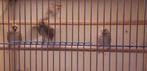 GROENLANDSE BARMSIJSEN, Dieren en Toebehoren, Vogels | Overige Vogels, Meerdere dieren, Wildzangvogel, Geringd