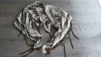 Siersjaal 100% silk in uitstelende staat, Kleding | Dames, Mutsen, Sjaals en Handschoenen, Maat 38/40 (M), Ophalen of Verzenden