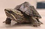Sternotherus odoratus -= muskusschildpad, Dieren en Toebehoren, Reptielen en Amfibieën, 0 tot 2 jaar, Tam, Schildpad