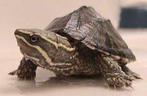 Sternotherus odoratus -= muskusschildpad, Dieren en Toebehoren, Schildpad, Tam, 0 tot 2 jaar