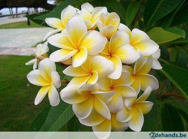te koop: plumeria rubra, Tuin en Terras, Planten | Tuinplanten, Ophalen