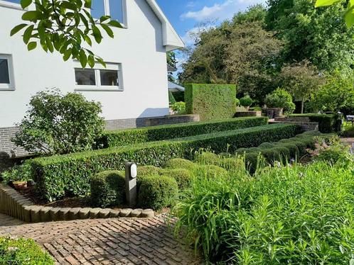 Tuin onderhoud, Diensten en Vakmensen, Tuinmannen en Stratenmakers, Tuinonderhoud of Snoeiwerk