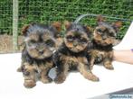 Mini yorkshire pups bij ELITE FOKKER echte hondenliefhebber, Parvovirose, Plusieurs, Belgique, 8 à 15 semaines