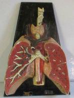 antiek anatomisch model longen jaren 30 !, Gebruikt