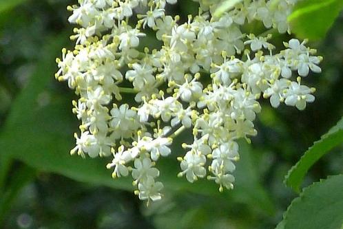 Sureau noir jeune arbuste de 100 cm - Sambucus nigra, Jardin & Terrasse, Plantes | Arbustes & Haies, Arbuste, Autres espèces, 100 à 250 cm