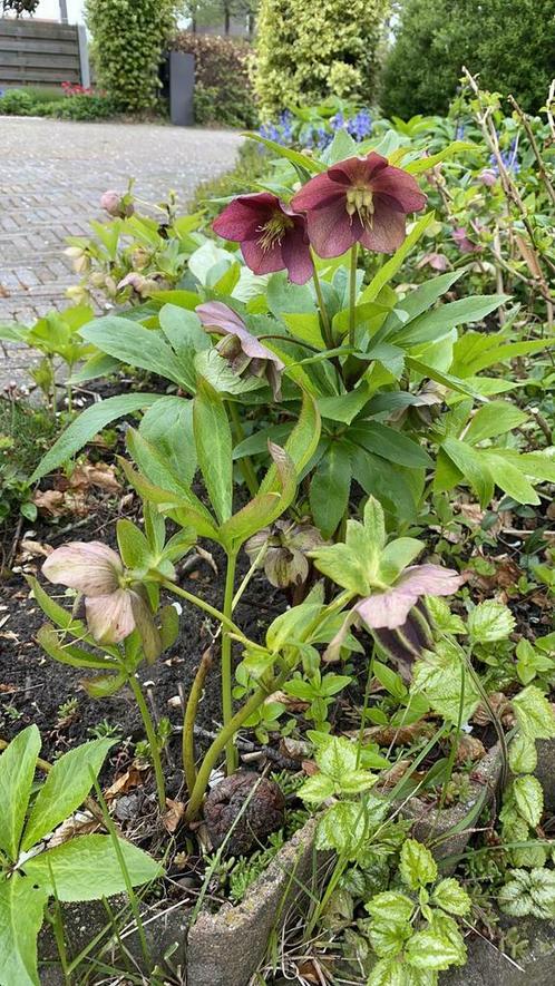 Helleborus / rose de Noël / vivace., Jardin & Terrasse, Plantes | Jardin, Plante fixe, Autres espèces, Printemps, Enlèvement