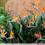 strelitzia reginea, Enlèvement