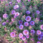 Aster novae angliae 'Purple Dome'