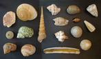 Lot van kleinere schelpen (17 stuks) - zeer goede staat!, Verzamelen, Mineralen en Fossielen, Schelp(en), Ophalen of Verzenden