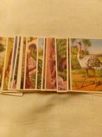Chromos chicoree album 2, Verzamelen, Ophalen of Verzenden