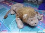 peluche lion 60 cm, Enlèvement ou Envoi, Utilisé