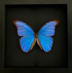 Rare Papillon Morpho Didius XXL envergure 17,2 cm naturalisé, Antiquités & Art, Enlèvement ou Envoi