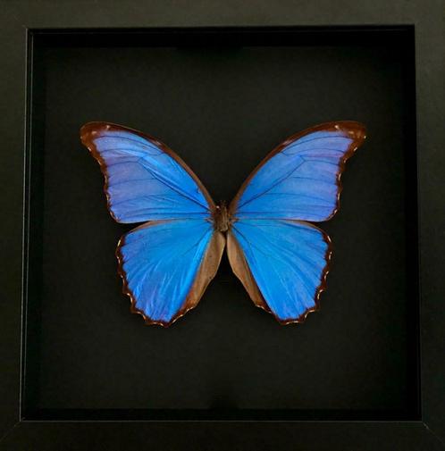 Rare Papillon Morpho Didius XXL envergure 17,2 cm naturalisé, Antiquités & Art, Curiosités & Brocante, Enlèvement ou Envoi