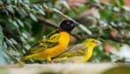 Textorwever Grote, Meerdere dieren, Geringd, Tropenvogel