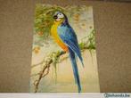 Oude postkaarten met papegaaien, Verzamelen, Overige Verzamelen, Nieuw, Ophalen of Verzenden