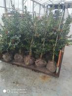 ilex aquifolium JC Van Tol, Minder dan 100 cm, Halfschaduw, Lente, Overige soorten