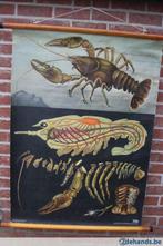 schoolkaart de kreeft garnaal 1963