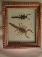 Cadre avec 2 scorpions du sud tunisien -sous verre, Nieuw, Ophalen of Verzenden, Hout