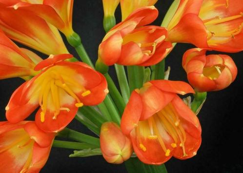 Clivia – jolie plante d’intérieur et très facile de culture, Huis en Inrichting, Kamerplanten, Overige soorten, Minder dan 100 cm