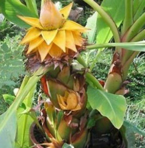 Lotusbanaan of MUSELLA LASIOCARPA, Tuin en Terras, Planten | Tuinplanten, Lente, Ophalen