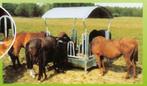 hooiruif weide, 4 paarden of pony's of meer, Weidegang