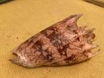 Voluta imperialis - Filippijnen, Verzamelen, Mineralen en Fossielen, Ophalen of Verzenden, Schelp(en)