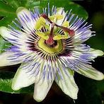 Mooie passiflora caerulea, Tuin en Terras, Ophalen of Verzenden