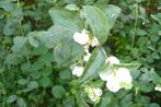 Symphoricarpus 'White Hedge', Enlèvement