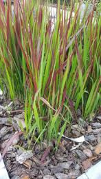 Siergrassen Red Baron, Tuin en Terras, Volle zon, Vaste plant, Siergrassen, Ophalen of Verzenden