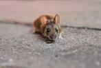 Dératisation et désinsectisation cafard rat souris punaise..