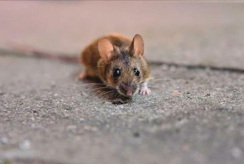 Ongediertebestrijding Brussel, Barbant, Henegouwen., Diensten en Vakmensen, Ongediertebestrijding, Insecten of Spinnen, Muizen of Ratten