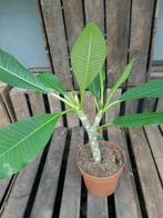 PLUMERIA RUBRA, Tuin en Terras, Planten | Tuinplanten, Ophalen