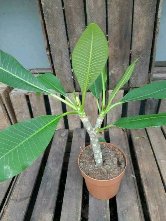 PLUMERIA RUBRA, Tuin en Terras, Planten | Tuinplanten, Ophalen