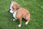 Grand chien boxer en polyrésine de grande qualité, Enlèvement ou Envoi, Neuf