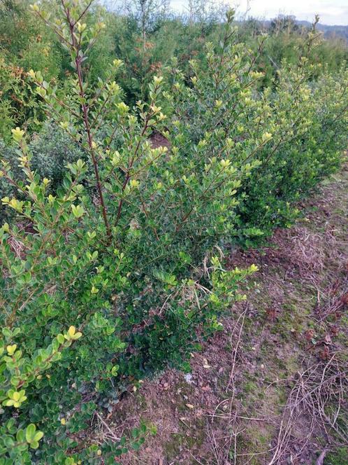 japanse hulst/ buxusvervanger: Ilex crenata 'green hedge', Tuin en Terras, Planten | Struiken en Hagen, Haag, Hulst, Minder dan 100 cm