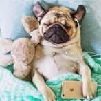 Diamond Painting - Kit Pugs Listen Music, Ophalen, Nieuw, Knutselwerk