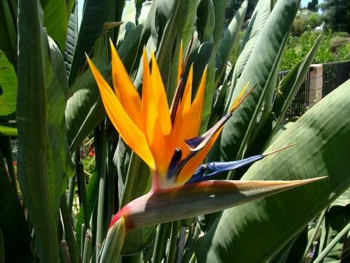 Strelitzia Reginea, Tuin en Terras, Planten | Tuinplanten, Vaste plant, Overige soorten, Volle zon, Zomer, Ophalen of Verzenden