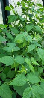 Bio Frambozen planten, Ophalen, Vaste plant, Fruitplanten