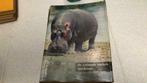 Artis nationale parken van Kongo (zk4), Boeken, Prentenboeken en Plaatjesalbums, Ophalen of Verzenden, Gelezen, Artis, Prentenboek