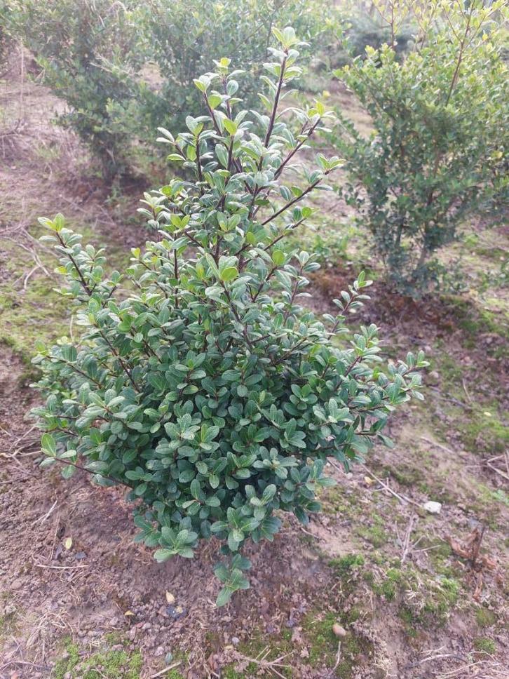 japanse hulst/ buxusvervanger: Ilex crenata Caroline Upright, Tuin en Terras, Planten | Struiken en Hagen, Haag, Hulst, Minder dan 100 cm