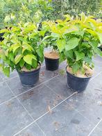 Cornus stolonifera 'Kelsey's dwarf' : bodembedekkers, struik, Tuin en Terras, Ophalen, Bodembedekkers, Vaste plant, Halfschaduw