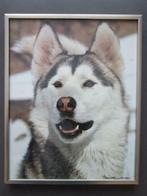 Bernard Grange Husky fotolijst, Huis en Inrichting, Ophalen