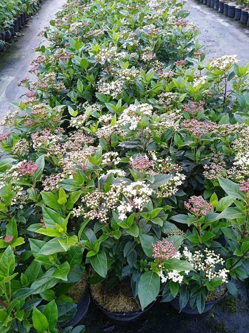 gelderse roos/ Viburnum tinus , groene haagplant, Tuin en Terras, Planten | Struiken en Hagen, Struik, Overige soorten, 100 tot 250 cm
