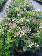 gelderse roos/ Viburnum tinus , groene haagplant, Ophalen, Overige soorten, Struik, 100 tot 250 cm