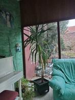 plante naturelle yuca 2m50 de hauteur, Plein soleil, Enlèvement, 200 cm ou plus, Yucca